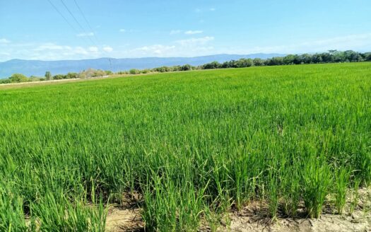 Finca en Venta en Venadillo Tolima